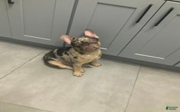 French Bulldog dogs for sale: Kane - Image 2