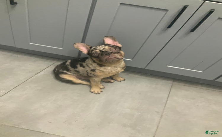 French Bulldog dogs for sale - Ad 1