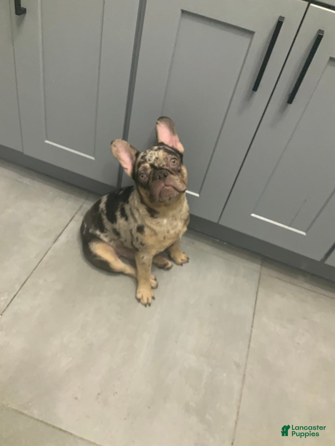 French Bulldog dogs for sale: Kane - Image 2