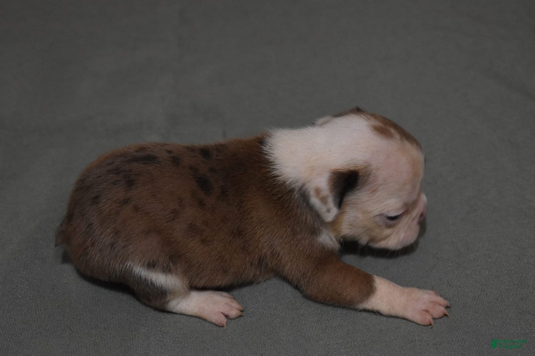 French Bulldog dogs for sale: SISSY RED MERLE - Image 2