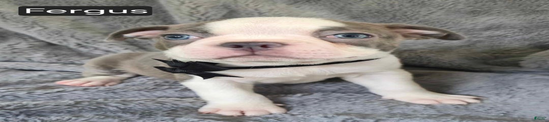Fergus