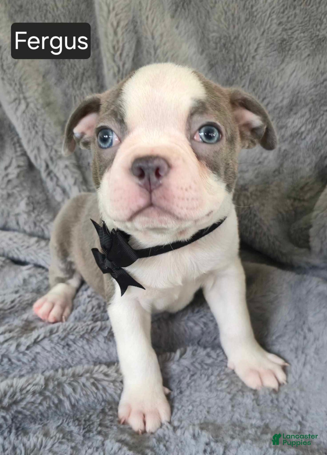 Boston Terrier dogs for sale: Fergus - Image 2