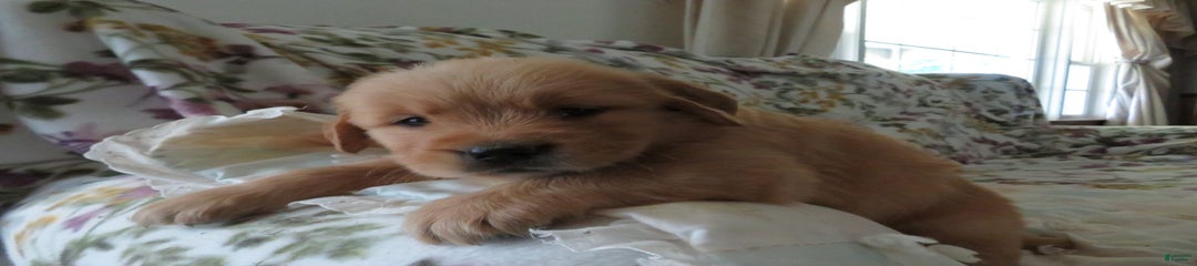 Twinkie