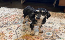 Toy Poodle dogs for stud: Troy - Image 1