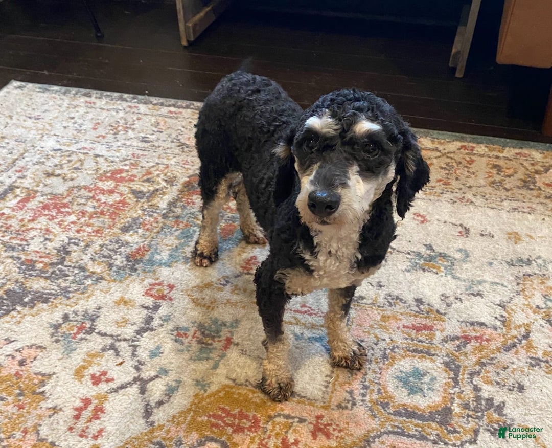 Toy Poodle dogs for stud: Troy - Image 1
