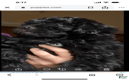 Miniature Poodle dogs for sale: Sonic - Image 4