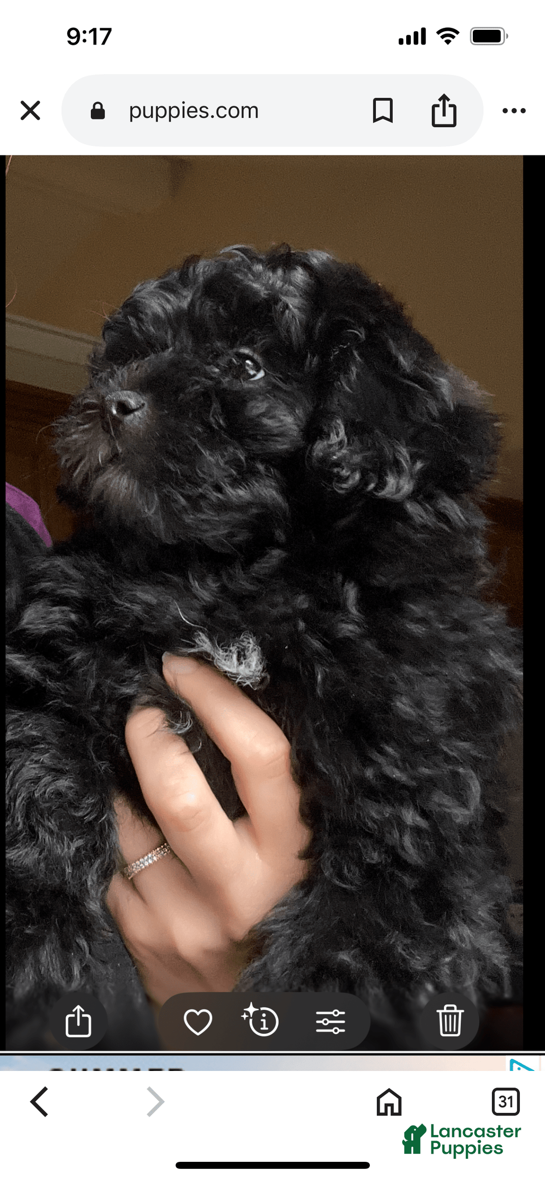 Miniature Poodle dogs for sale: Sonic - Image 4