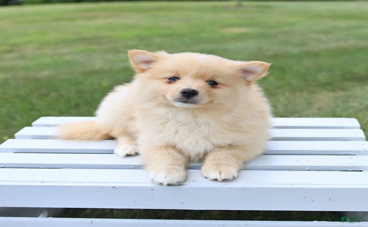 Pomeranian dogs for sale - Ad 2