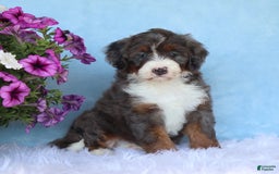 Mini Bernedoodle dogs for sale: Sophie - Image 3