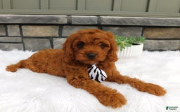 Cavapoo dogs for sale: Mitt - Image 8