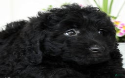 Mini Goldendoodle dogs for sale: Harry - Image 9