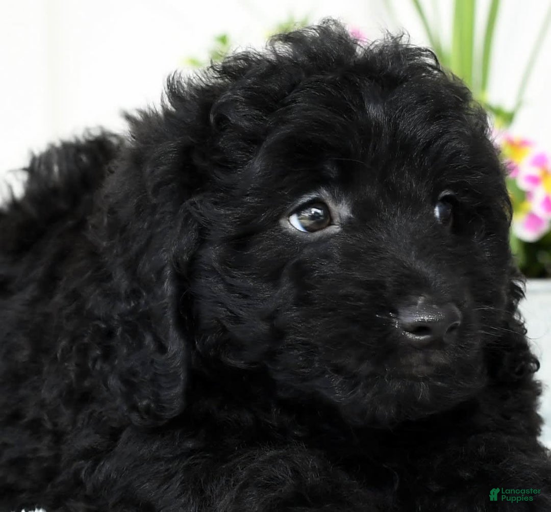 Mini Goldendoodle dogs for sale: Harry - Image 9