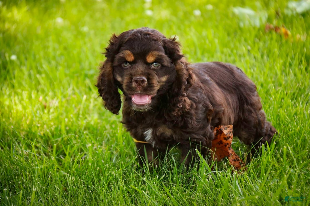 Cocker Spaniel dogs for sale: Dane - Image 2