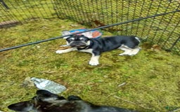French Bulldog dogs for sale: Puppy 3 - We Leave The Naming To The New Parents - Image 2