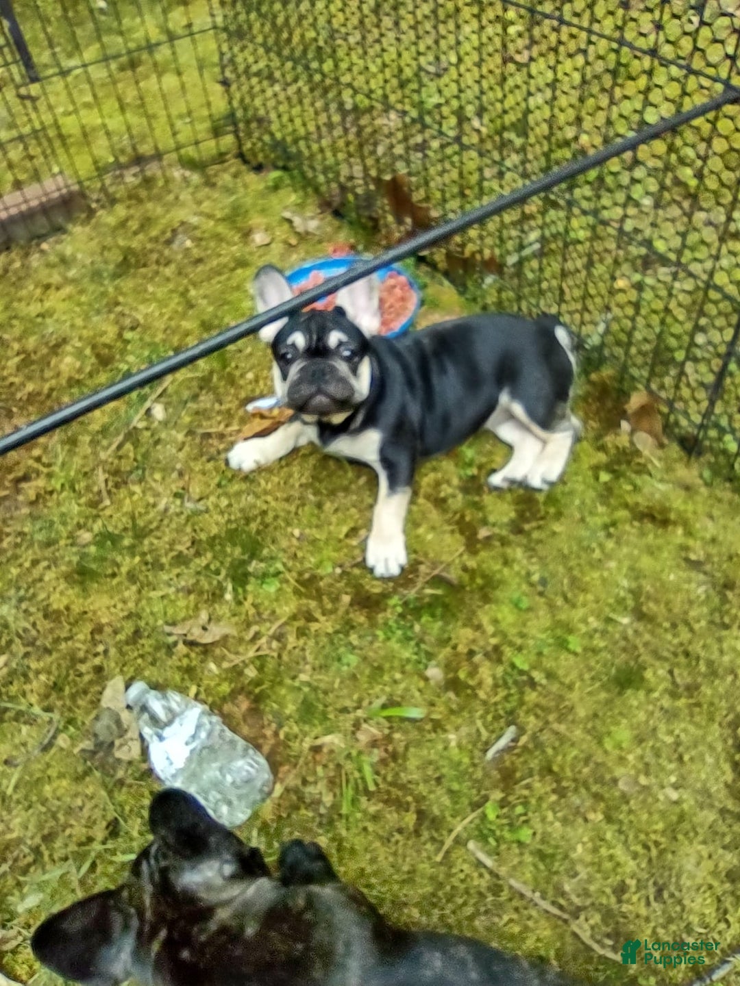 French Bulldog dogs for sale: Puppy 3 - We Leave The Naming To The New Parents - Image 2