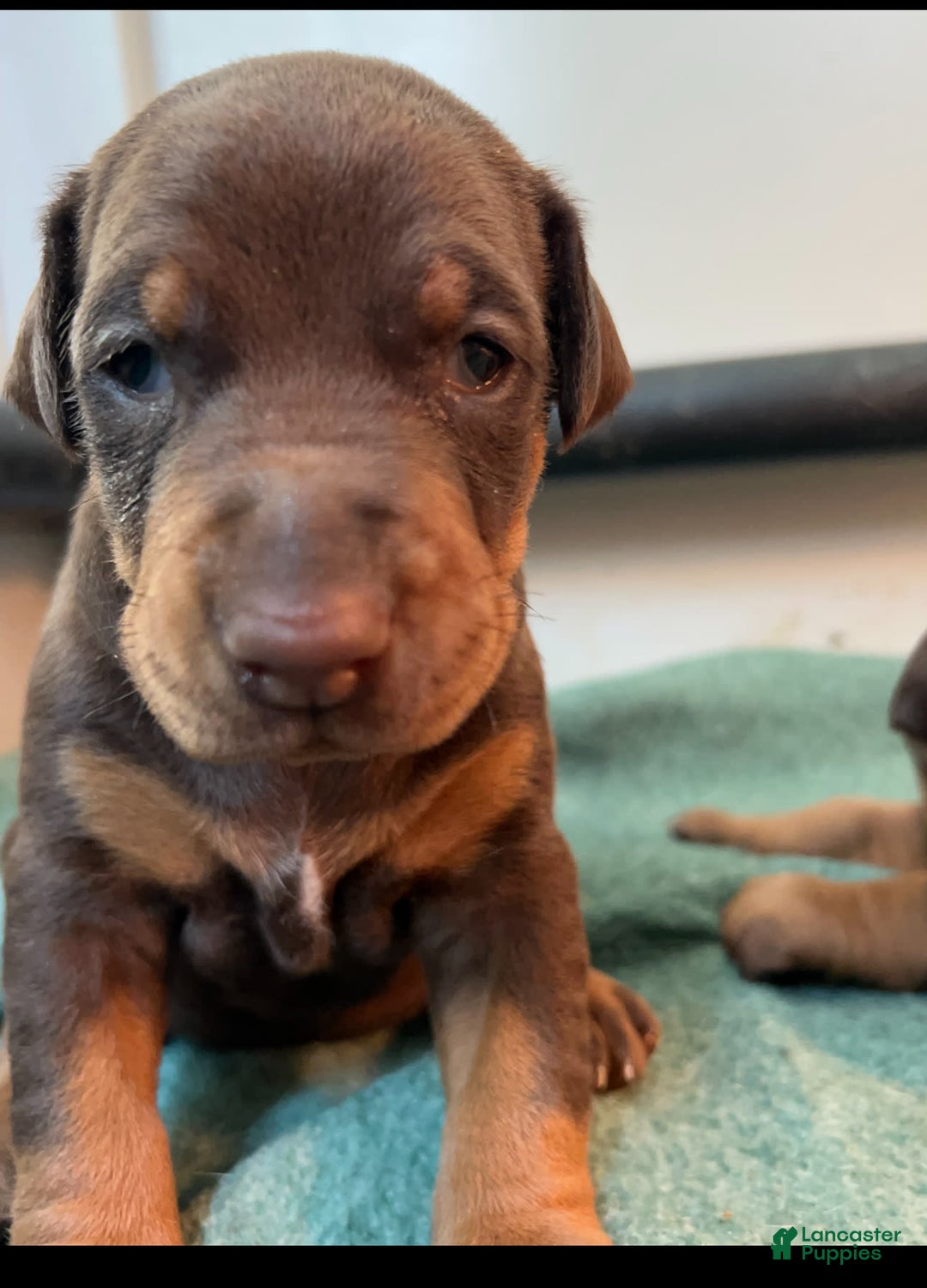 Doberman Pinscher dogs for sale: Vivian - Image 1