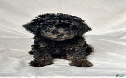 Miniature Poodle dogs for sale: Michael - Image 1