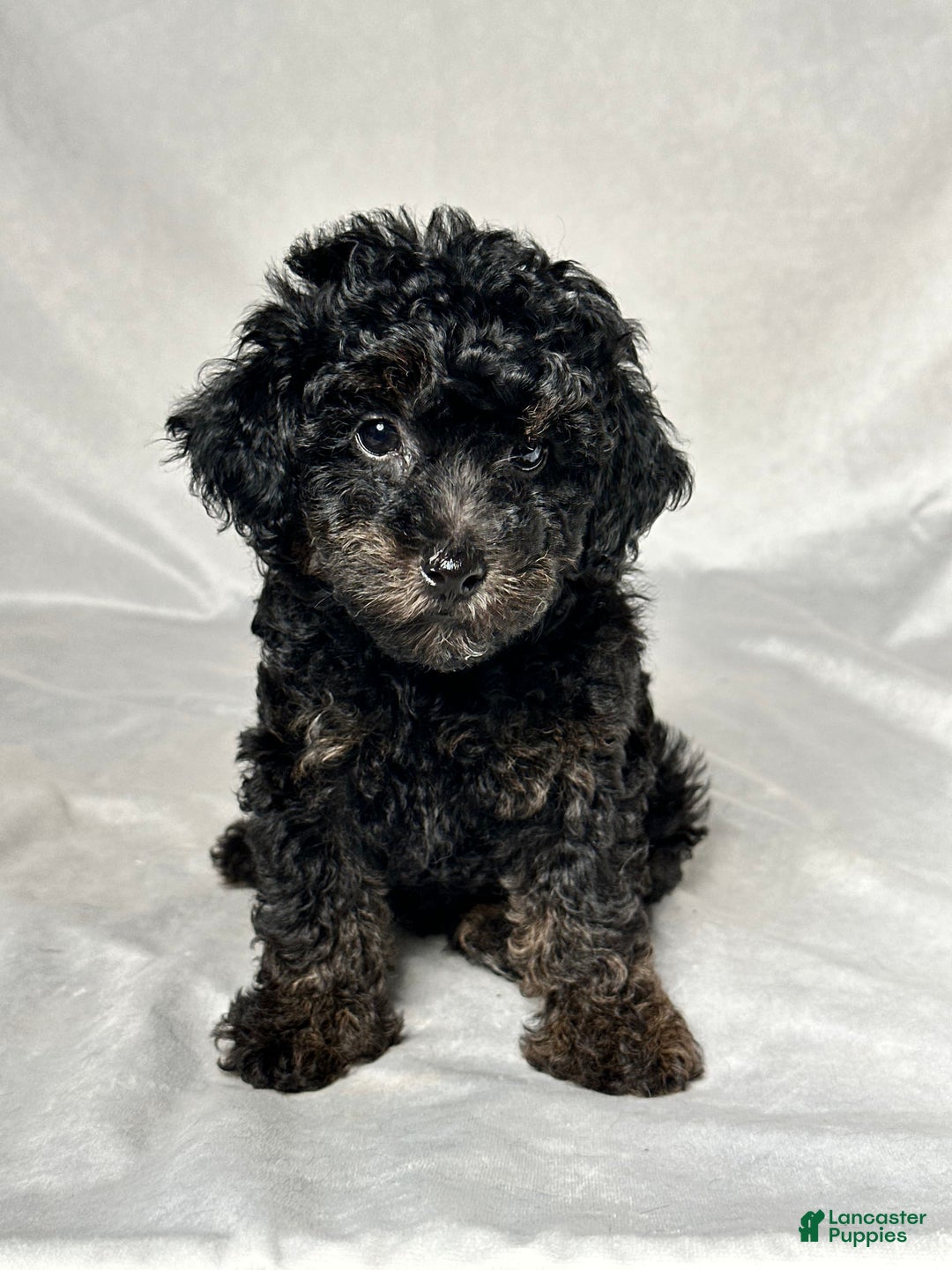 Miniature Poodle dogs for sale: Michael - Image 1