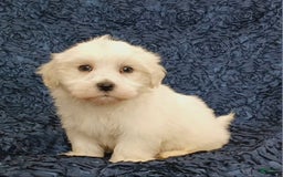 Havanese dogs for sale: Hank - Image 3