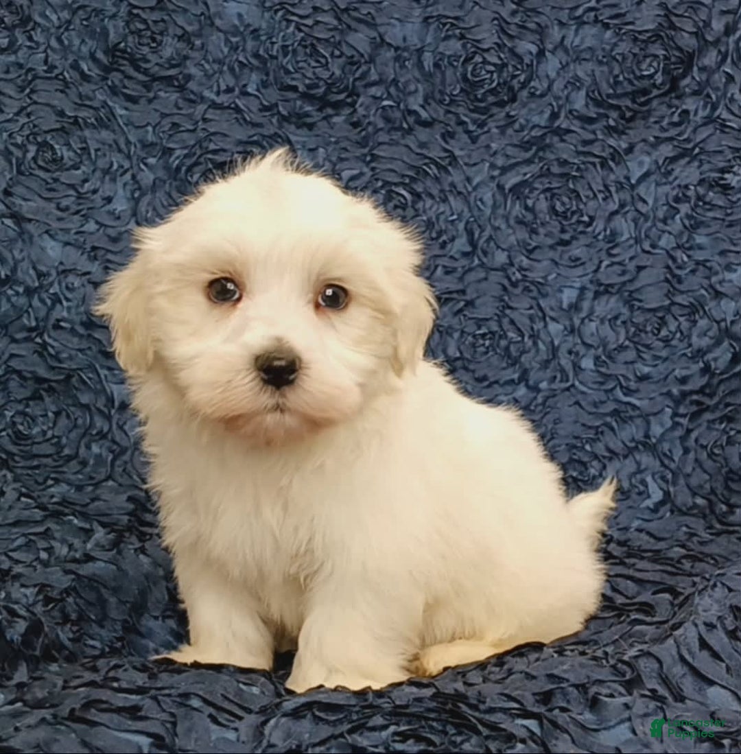 Havanese dogs for sale: Hank - Image 3
