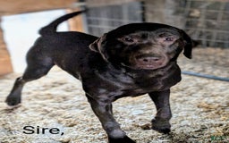 Labrador Retriever dogs for sale: Moose - Image 5
