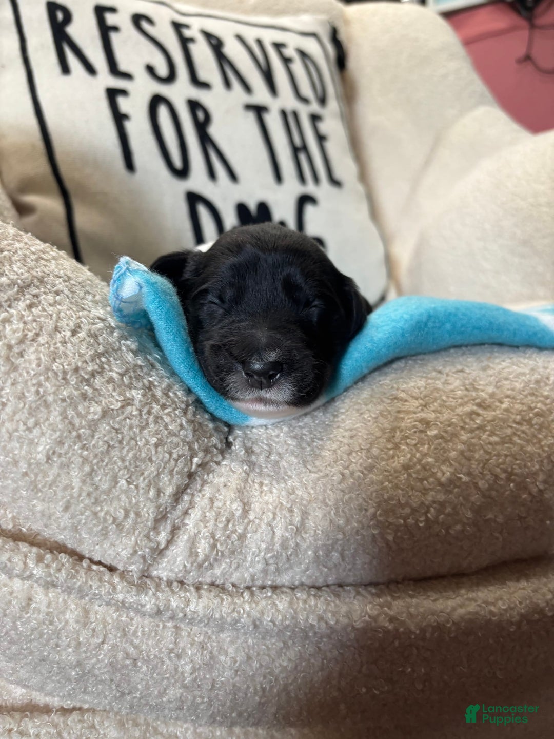 Old English Sheepdog dogs for sale: Dark Blue Boy - Image 1