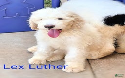 Newfypoo dogs for sale: Lex Luther - Image 2