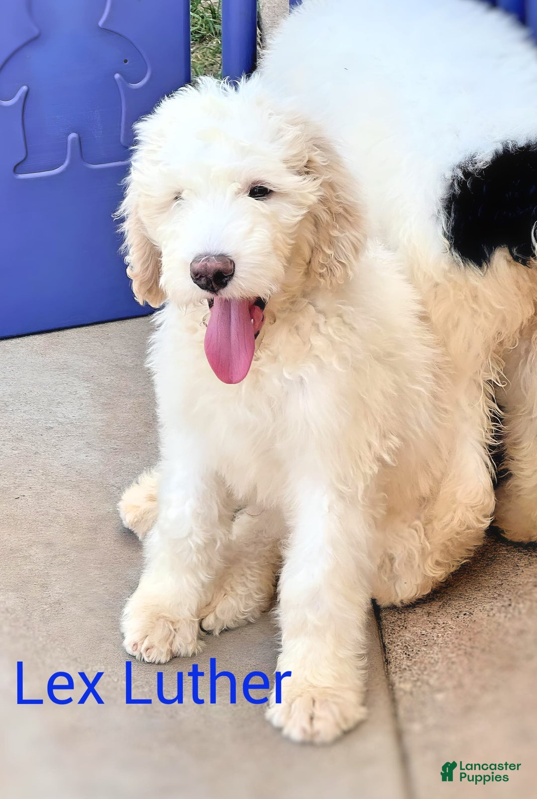 Newfypoo dogs for sale: Lex Luther - Image 2