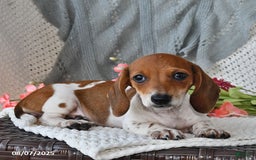 Miniature Dachshund dogs for sale: Miniature Dachshund 6 puppies - Image 4
