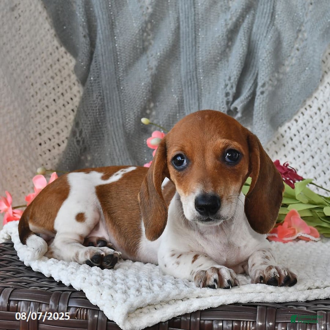 Miniature Dachshund dogs for sale: Miniature Dachshund 6 puppies - Image 4