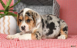 Beabull dogs for sale: Wranger - Image 1