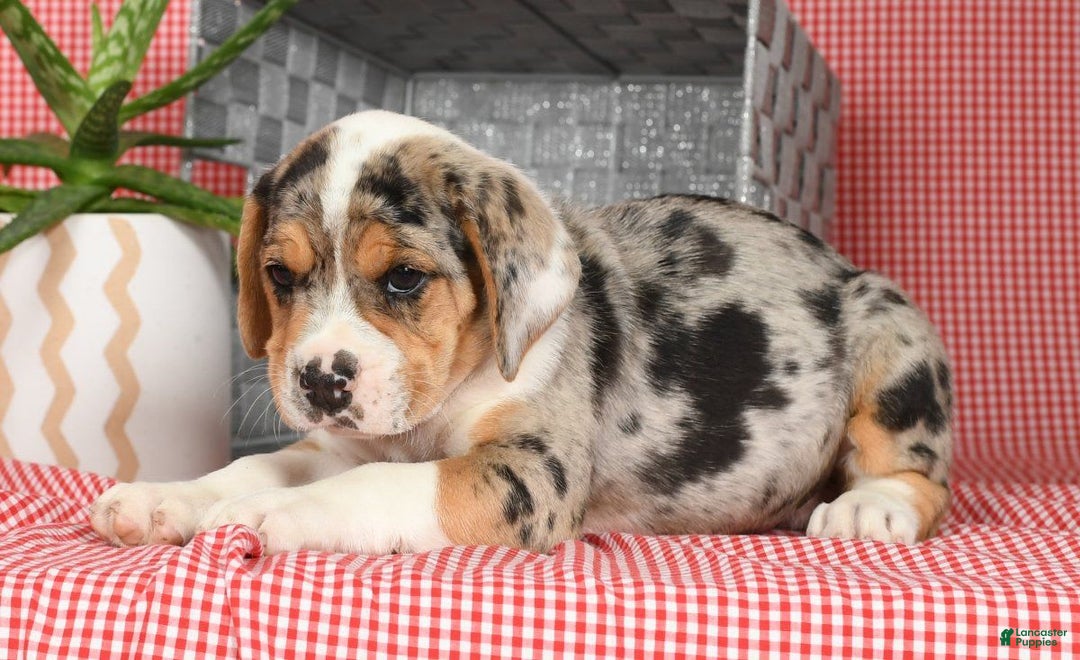 Beabull dogs for sale: Wranger - Image 1