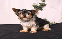 Biewer Terrier dogs for sale: Atlas - Image 6