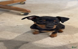Miniature Pinscher dogs for sale: Violet - Image 5