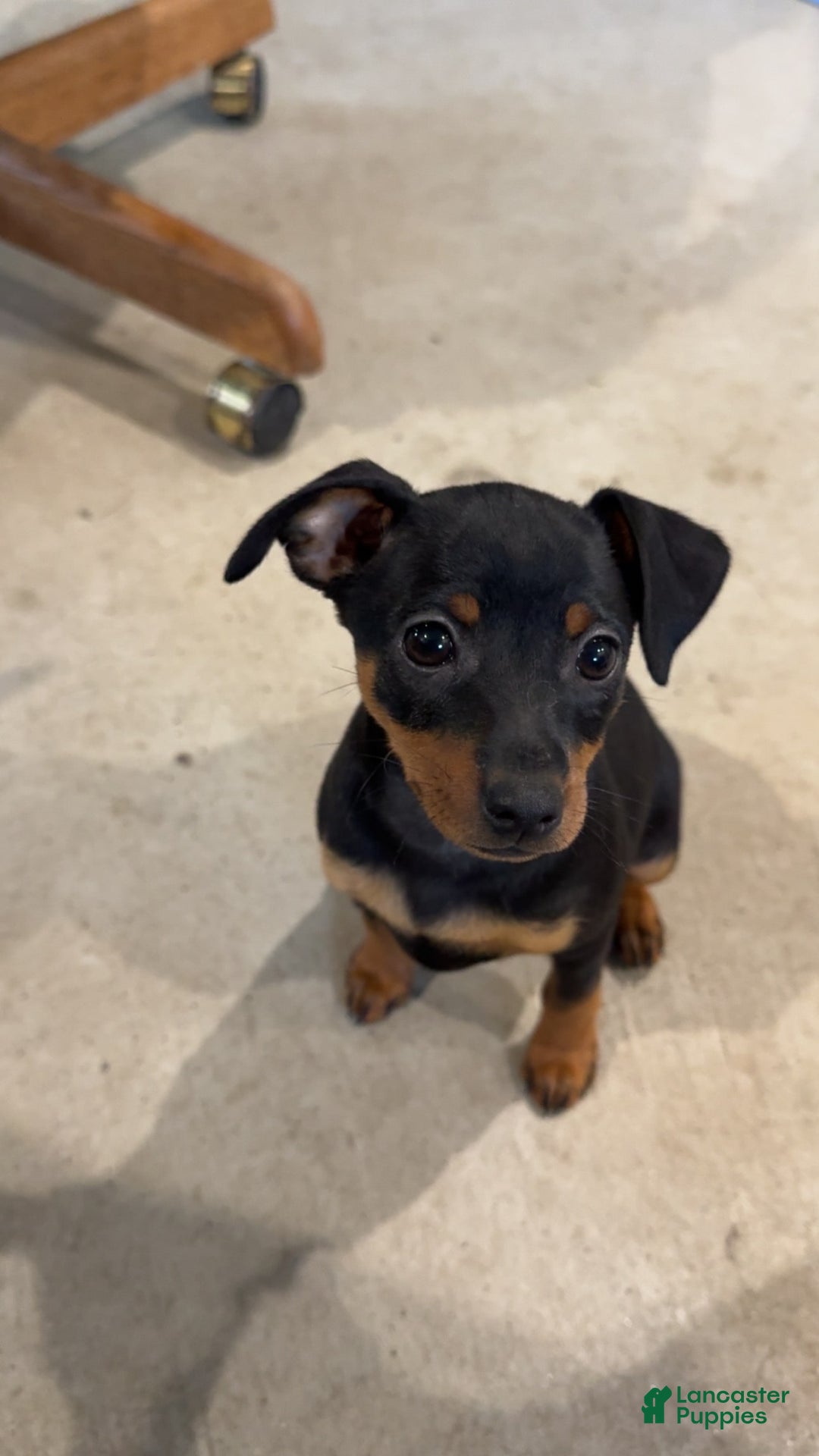 Miniature Pinscher dogs for sale: Violet - Image 5