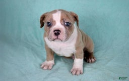 American Bully dogs for sale: Fawn/White Merle Male - Image 1