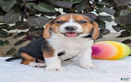 Beagle dogs for sale: Benji - Image 1