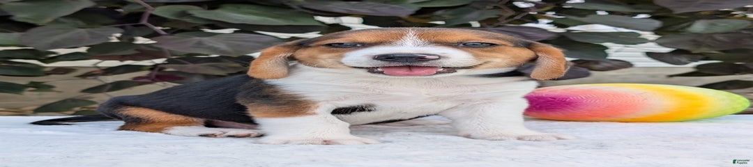 Benji