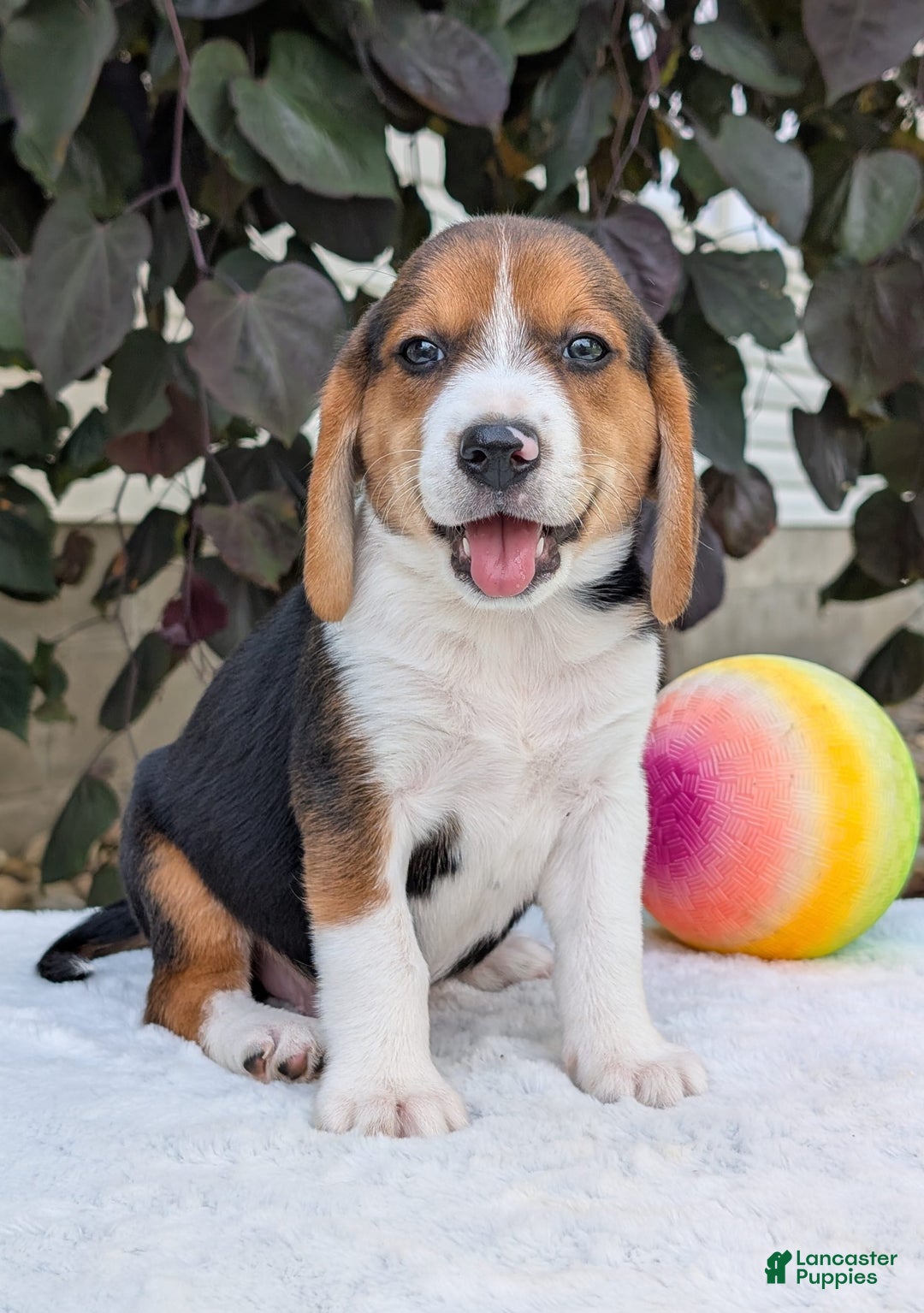 Beagle dogs for sale: Benji - Image 1