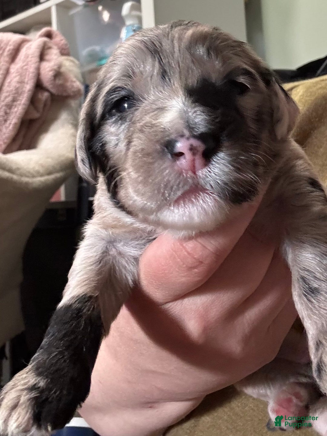Old English Sheepdog dogs for sale: Light Pink Girl - Image 1