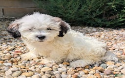 Teddy Bear dogs for sale: Custard - Image 10