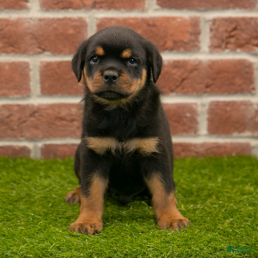 Rottweiler dogs for sale: Hunter - Image 6
