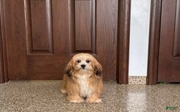 Lhasa Apso dogs for sale: Cora - Image 8
