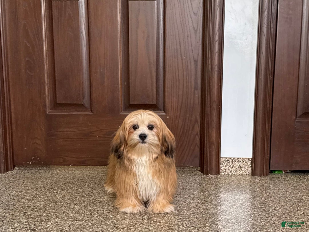 Lhasa Apso dogs for sale: Cora - Image 8