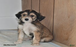 Mini Aussiedoodle dogs for sale: Annie - Image 2