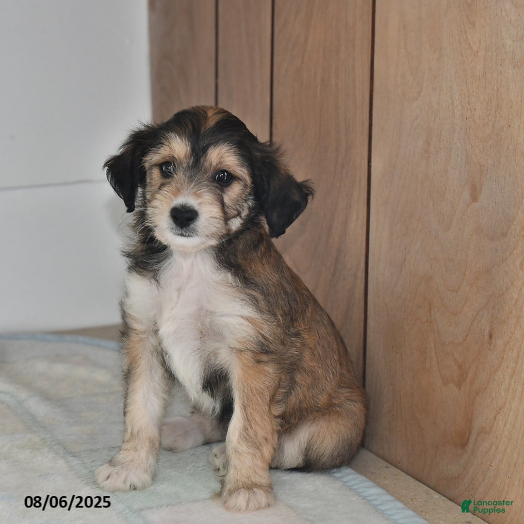 Mini Aussiedoodle dogs for sale: Annie - Image 2