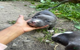 American Pit Bull Terrier dogs for sale: Snoop - Image 3
