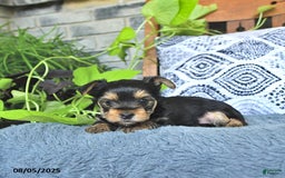 Yorkshire Terrier dogs for sale: Rosie - Image 5