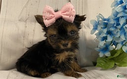 Yorkshire Terrier dogs for sale: Melissa - Image 2