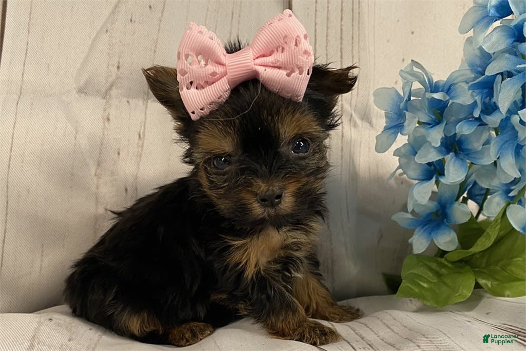Yorkshire Terrier dogs for sale: Melissa - Image 2
